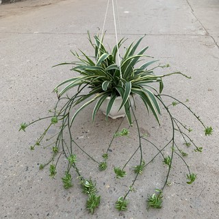 Cây Cỏ Lan Chi trồng chậu treo bán kính 30cm, nhánh lá cực xum xuê, sinh trưởng tốt, treo trang trí ban công và sân vườn