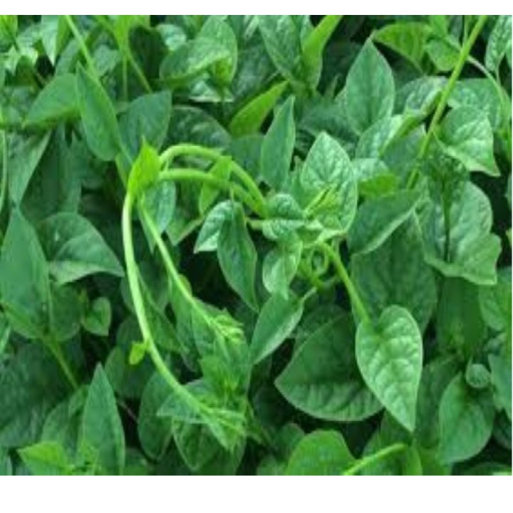 10 gram Hạt giống rau mùng tơi cao sản
