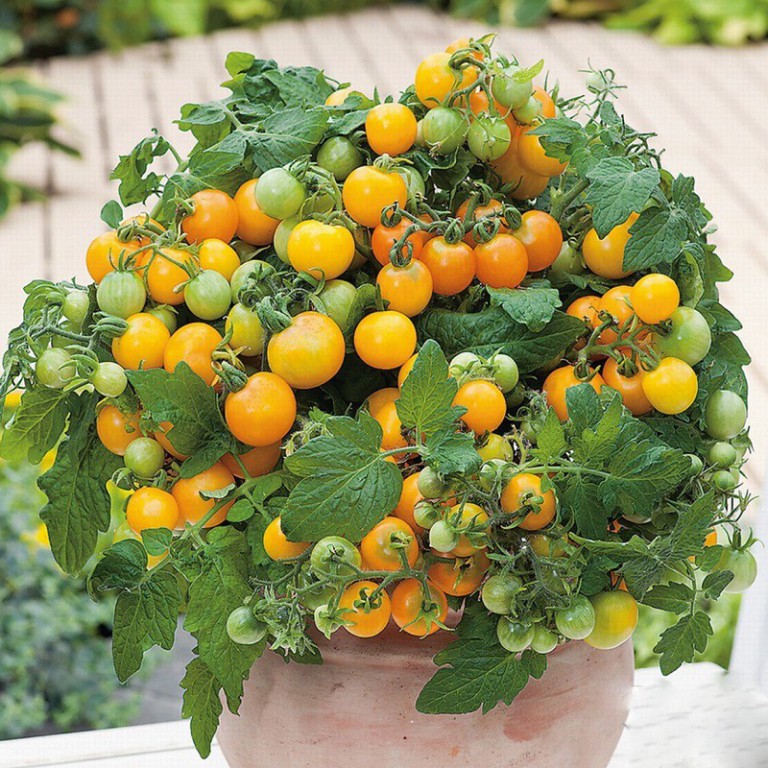 Hạt giống cà chua bi vàng (tặng phân)