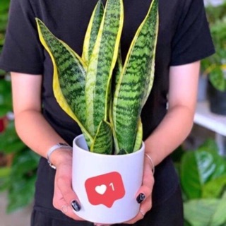 Cây lưỡi hổ Thái để bàn ( đã kèm chậu )