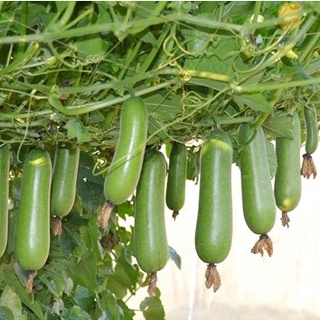 Hạt giống Bí đao lai (30 hạt/bịch)