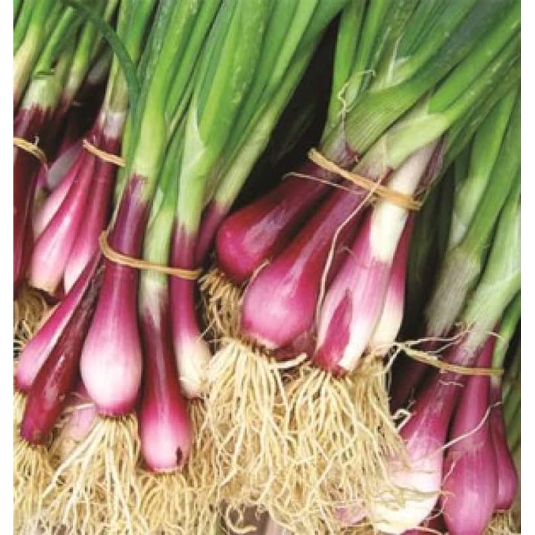 Hạt giống hành lá cao sản gốc tím KNS1137 - Gói 2gram