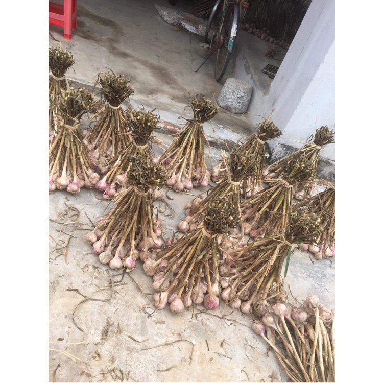 Tỏi ta khô "hiệp hoà, kinh môn" củ chắc đẹp 100%