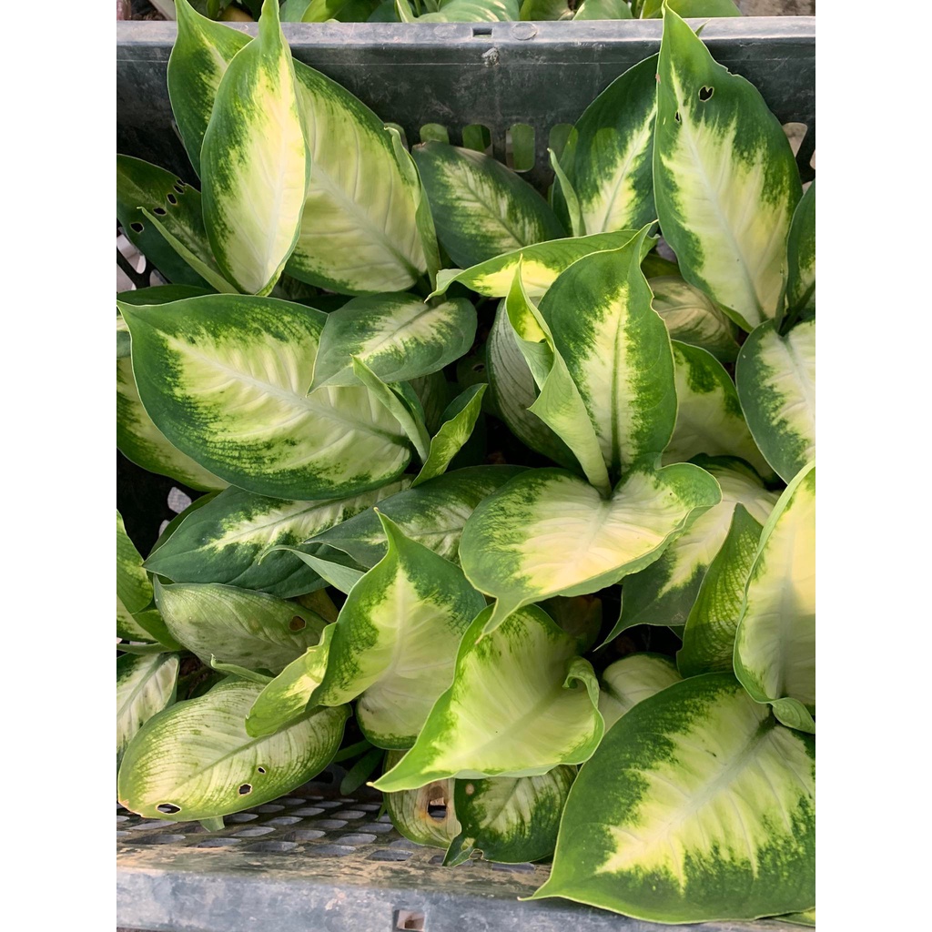 Cây vạn niên thanh, cây sao sáng để bàn