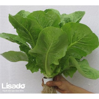 Hạt giống xà lách Romain xanh - 0.2gr