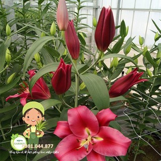 Củ giống hoa ly thơm màu đỏ size to