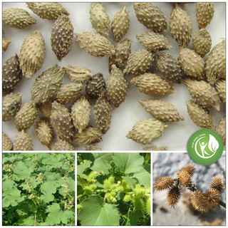 Ké Đầu ngựa 500gram ND172