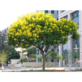 Cây Giáng Hương - caykiengsadec