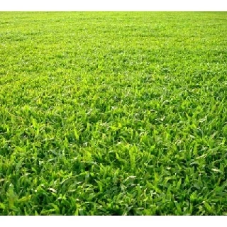 Hạt giống cỏ lá gừng Thái Lan - gói 10 gam