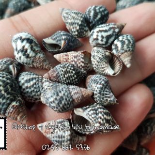 Vỏ ốc biển cỡ nhỏ