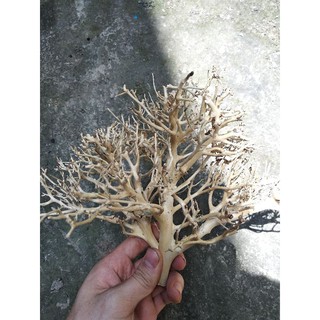 Lũa xương chùm tạo cây bonsai - lũa thủy sinh, bán cạn.