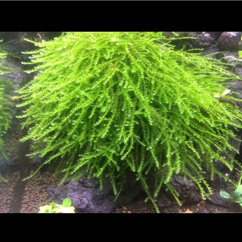 Rêu mini taiwan, up fiss, flame, wepping lá nước. Các dòng rêu dán lũa bonsai