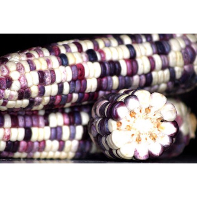 HẠT BẮP NẾP F1 TRẮNG TÍM - GÓI 20 GRAM