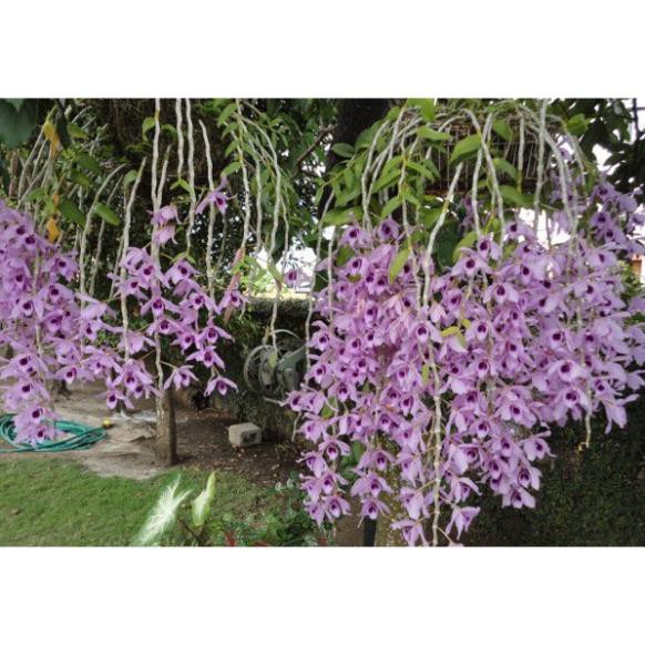 1 BẢNG (1 GIÒ)TRẦM RỒNG ĐỎ TO ĐẸP HÀNG GIEO HẠT + Tặng 01 cây dâu da đất( bòn bon)
