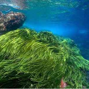 Bột Tảo Xoắn Nguyên Chất Spirulina ( 50gr ) - VASTCOM | BigBuy360 - bigbuy360.vn