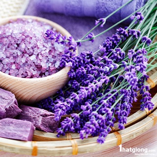 Hạt giống Hoa Oải hương