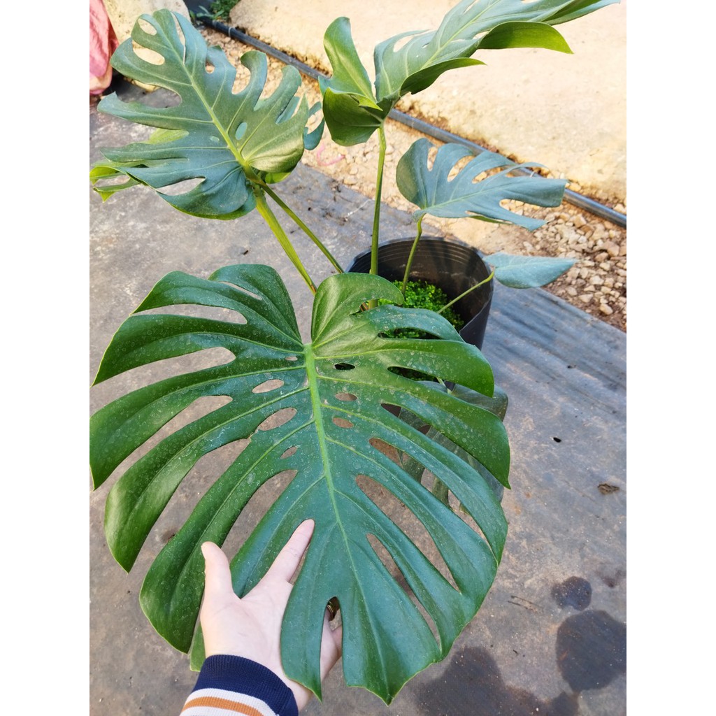 Cây trầu bà Nam Mỹ - Monstera monstera deliciosa - trầu bà lá xẻ