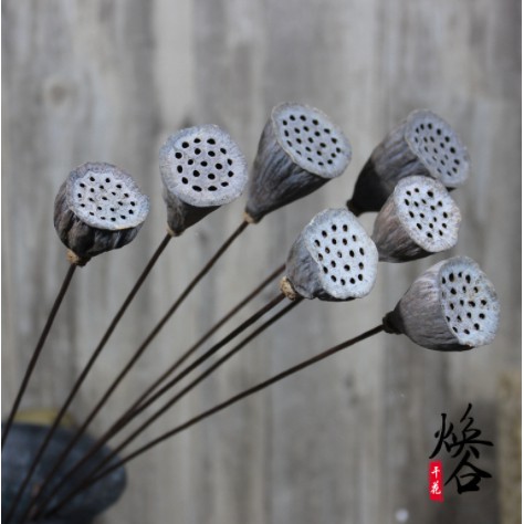 Đài sen khô tự nhiên trang trí decor