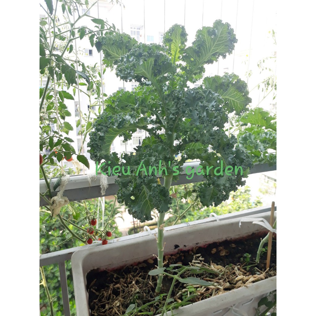 [Seeds] Hạt giống Cải xoăn KALE, đóng gói 2gr (khoảng 400 hạt)