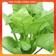 HẠT GIỐNG CẢI BÓ XÔI CHỊU NHIỆT GÓI 20 GRAM