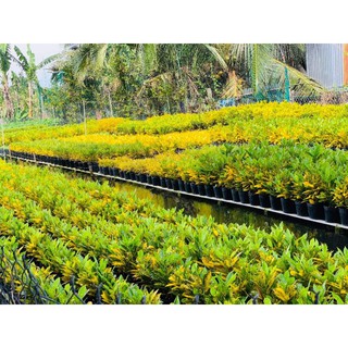 Cây Vàng Bạc (loại lá lớn)
