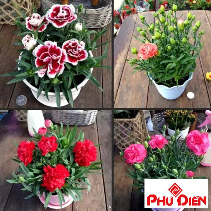 100 hạt giống hoa cẩm chướng chùm mix  PHÚ ĐIỀN