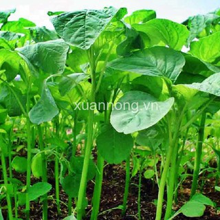 20g Hạt giống Rau Dền xanh