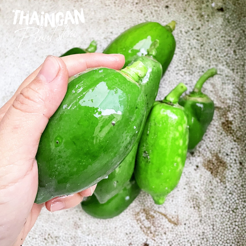 Đu Đủ Non Chảy Nhựa & Lá Đu Đủ Tươi - Vườn Ươm Thái Ngân