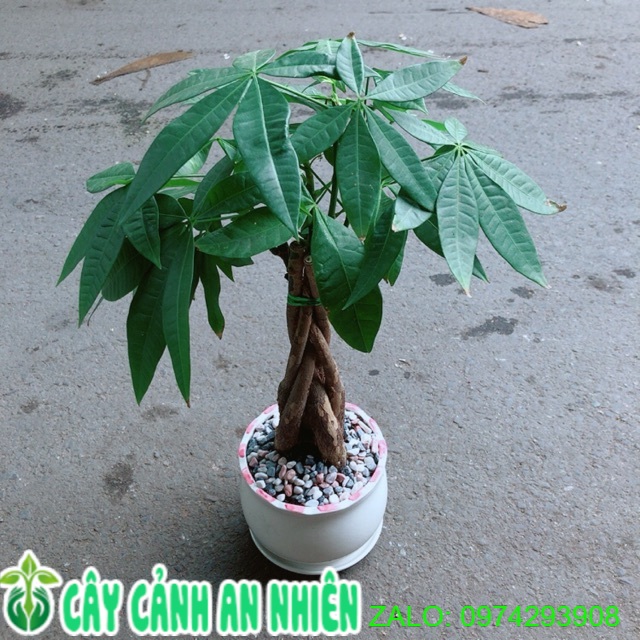 Chậu Cây Kim Ngân 5 Thân