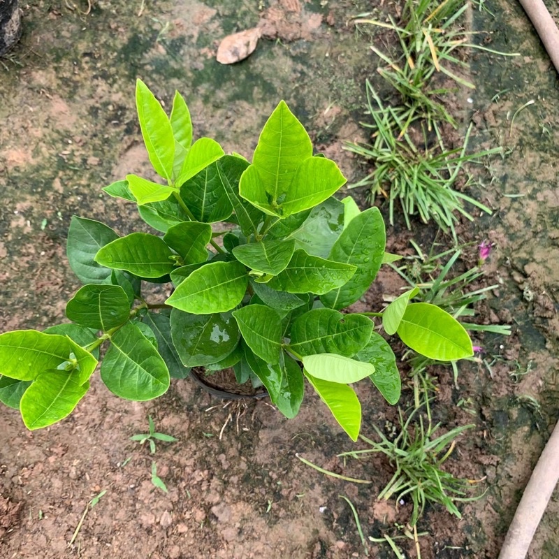 Cây hoa bạch thiên hương trồng bịch, cây cao 25-30cm nhiều nhánh sum suê tán tròn lá xanh đẹp hoa cực thơm