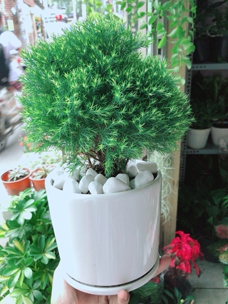 Chậu Cây Tùng Bồng Lai