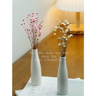 Hoa tuyết nhiệt đới khô,hoa snowy bất tử, cúc glixia , hoakho_bang_tam
