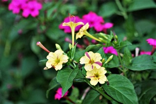 Hạt Giống Bông phấn mix