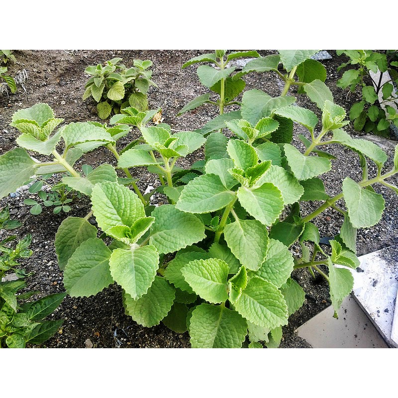 Gói 100 hạt giống cây húng chanh