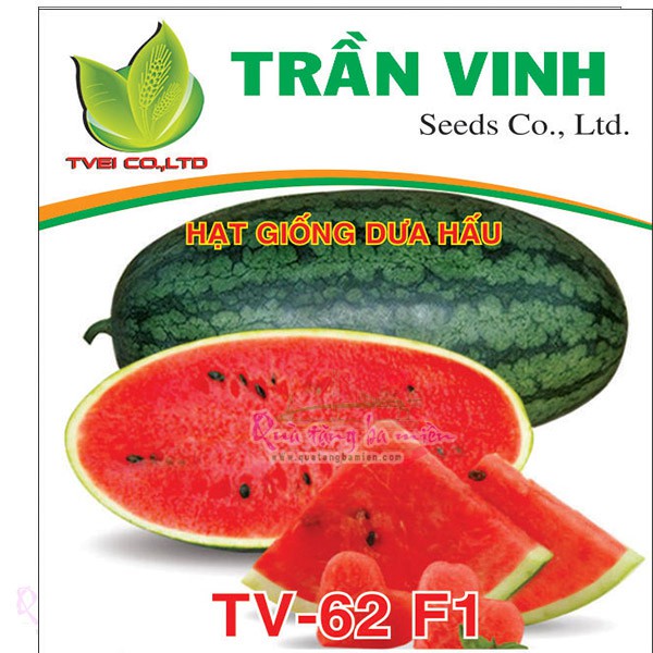 Hạt giống Dưa hấu Thái Lan TV-062 F1, 20Gr (Quả ngọt, dễ trồng)