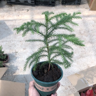 Cây tùng xương cá mini để bàn, Cao 20cm lá nhọn cực bắt mắt mang phong thủy tốt, thích hợp trang trí nội thất