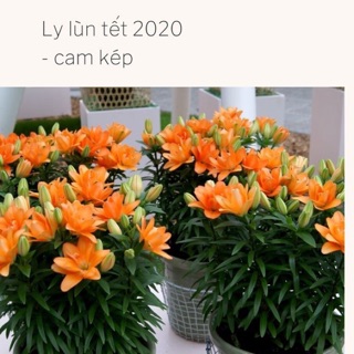 [GIÁ GỐC] CỦ HOA LY LÙN CHÍNH HÃNG HÀ LAN