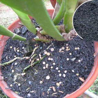 Tro trấu  (túi 2dm3) - CayGiongTot
