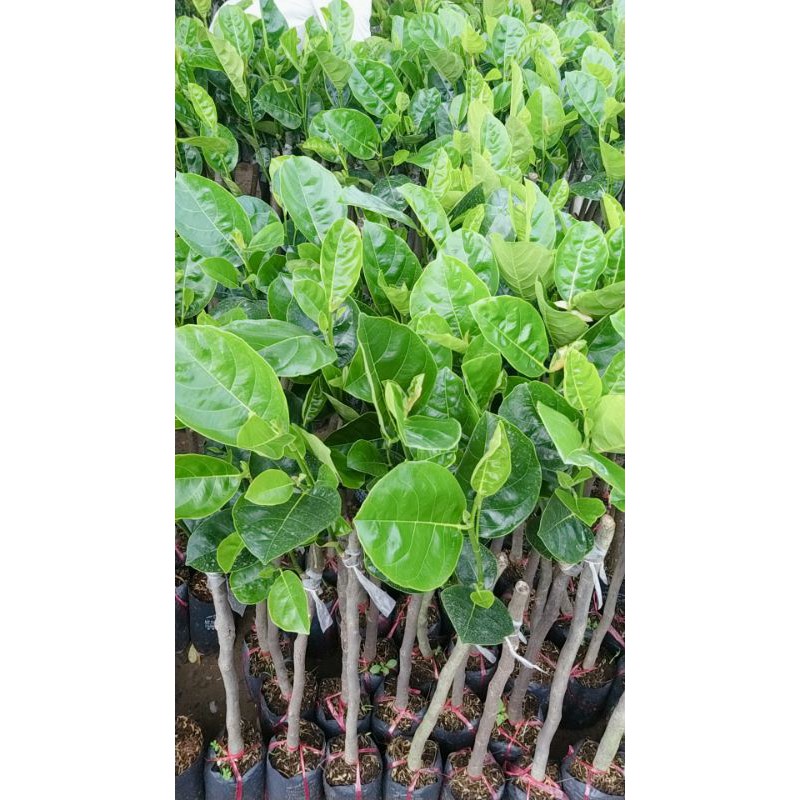 CÂY GIỐNG MÍT THÁI SIÊU SỚM