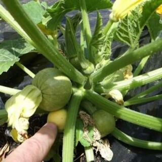 1gr Hạt giống Bí ngồi tròn bao tử