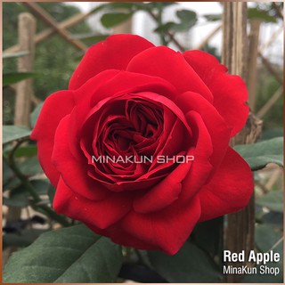 Hoa hồng ngoại Red Apple Rose - MinaKun Shop