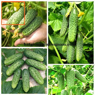 5H - HẠT GIỐNG DƯA CHUỘT CHÙM SIÊU TRÁI Hạt Giống Nông Trại Xanh
