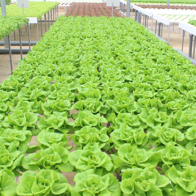 Nông Nghiệp Công Nghệ Cao