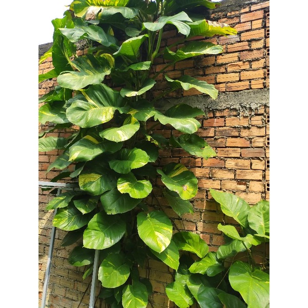 trầu bà trầu ông lá to