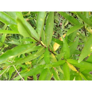 Bầu cây Thanh táo