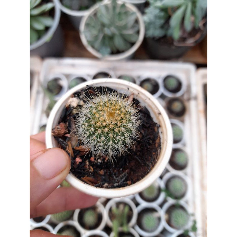 Xuong rồng bóng vàng mini