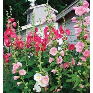 HẠT GIỐNG CẨM CHƯỚNG ĐẸP DỄ TRỒNG NẢY MẦM CỰC ĐỈNH TomorrowSeeds - Summer Carnival Hollyhocks Seeds - Count Packet