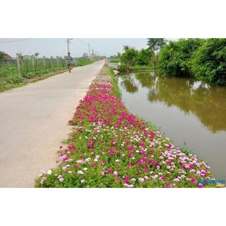 Hạt giống hoa mười giờ nhiều màu