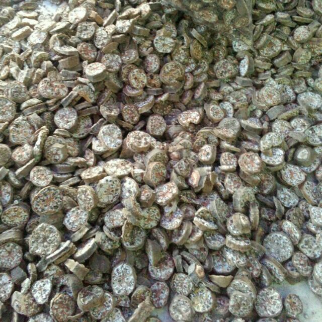 Chuối hột rừng sapa