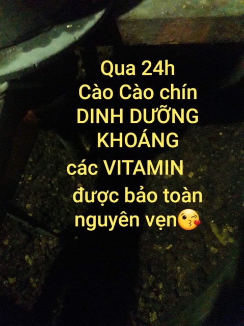 HẠT CÀO CÀO NON, THAY THẾ MỒI TƯƠI 100GRAM